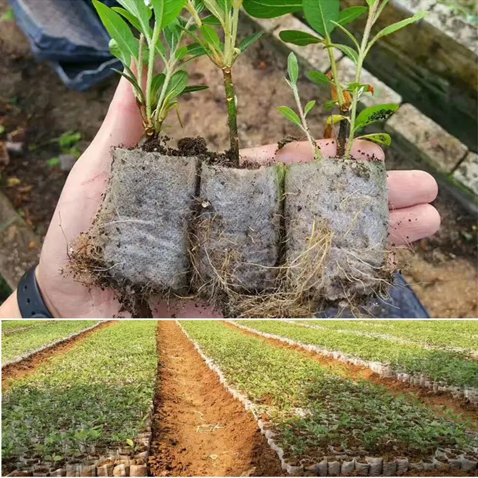 Sacs de pépinière de graines b - Seed Starter Tray avis et prix