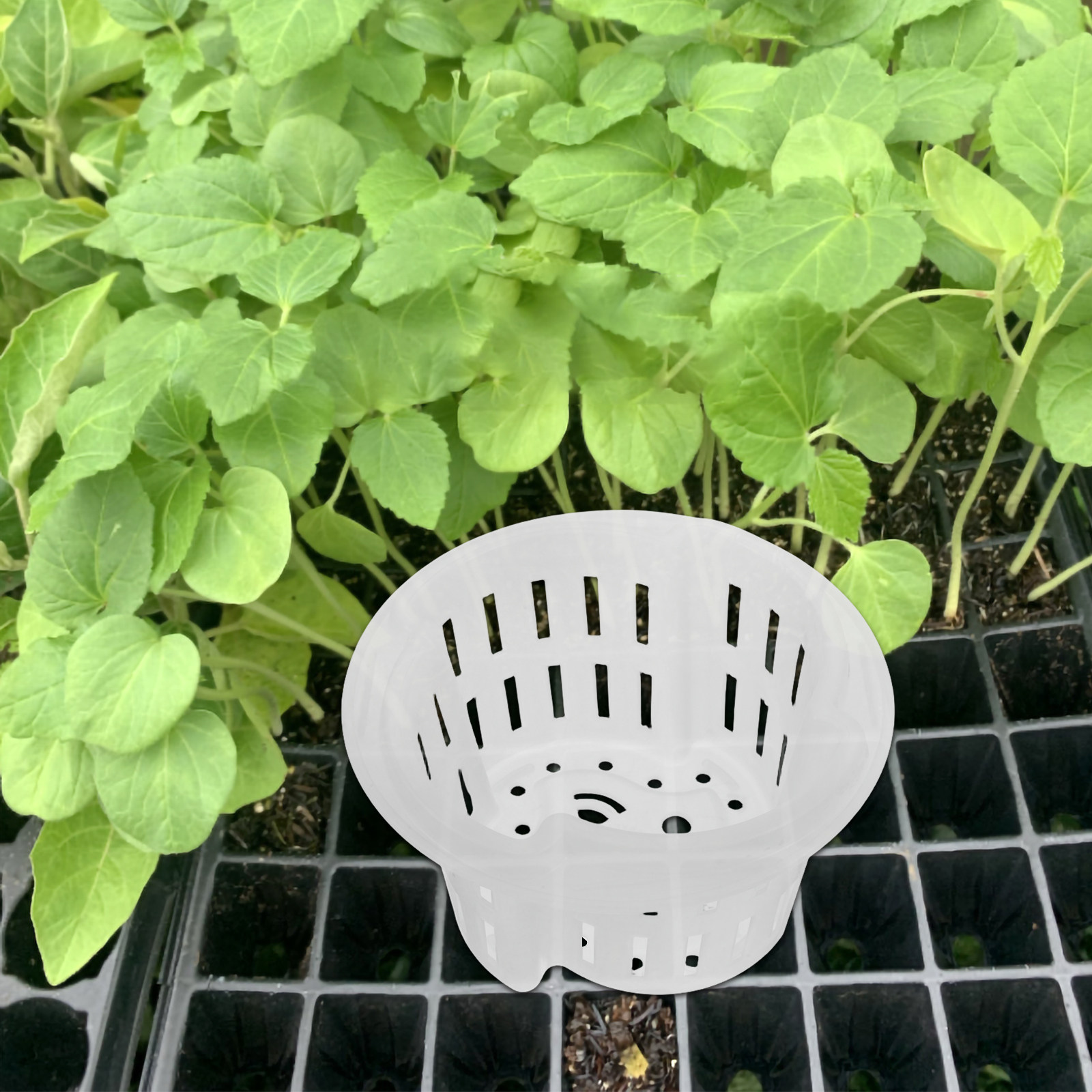 4 pots pour plantes hydroponiq - Plant Pot avis et prix
